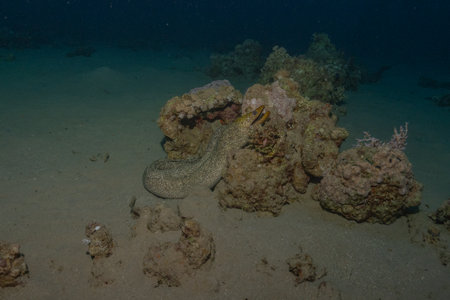 Moray eel Mooray lycodontis undulatus in the Red Sea, Eilat Israel
