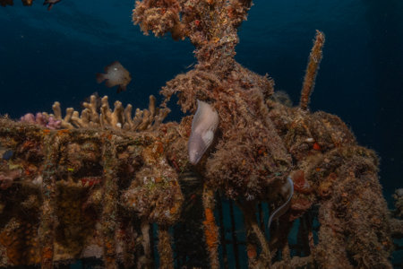 Moray eel on a wreck in the Red Sea, Egypt