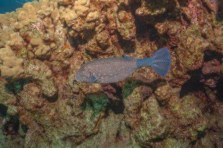 Fish swimming in the Red Sea, colorful fish, Eilat Israel