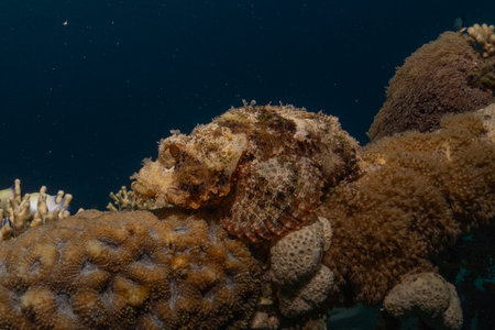 Scorpionfish in the Red Sea, Eilat Israelの写真素材