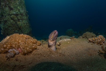 Moray eel Mooray lycodontis undulatus in the Red Sea, Eilat Israelの写真素材
