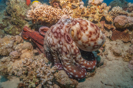 Octopus on the coral reef in the Red Sea, Eilat Israelの写真素材