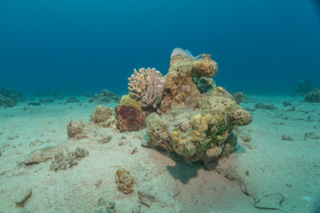 Underwater view of a beautiful coral reef in Eilat Israelの写真素材