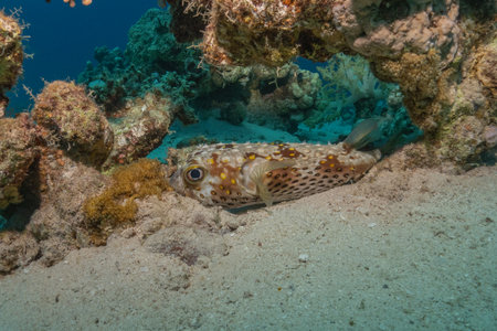 Fish swim in the Red Sea, colorful fish, Eilat Israel