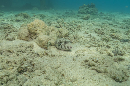 Fish swimming in the Red Sea, colorful fish, Eilat Israel