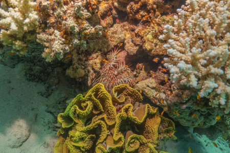 Underwater view of a tropical coral reef with a fish in the foreground Eilat Israelの写真素材
