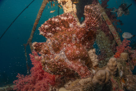 Frogfish swim in the Red Sea, colorful fish, Eilat Israel