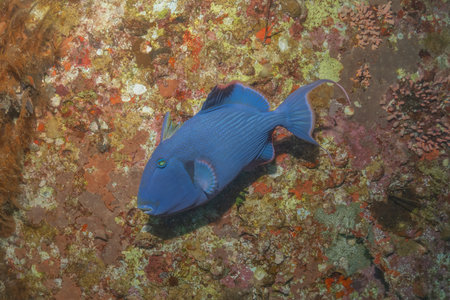 Blue surgeonfish swimming in the Red Sea, colorful fish, Eilat Israelの写真素材