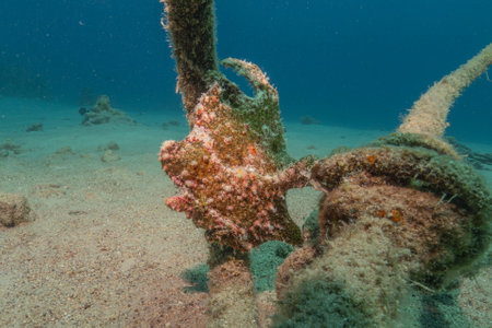 Frogfish swim in the Red Sea, colorful fish, Eilat Israelの写真素材