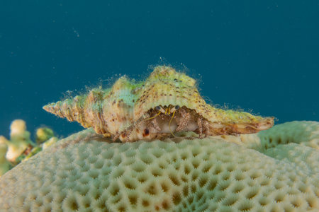 Sea snail on a coral in the Red Sea, Eilat Israelの写真素材