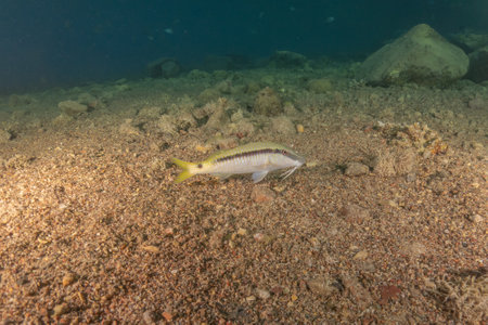 Fish swimming in the Red Sea, colorful fish, Eilat Israelの写真素材
