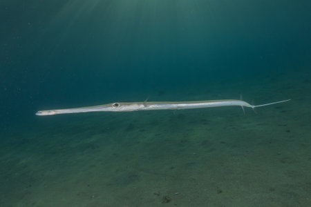 Squid in the Red Sea Colorful and beautiful, Eilat Israelの写真素材