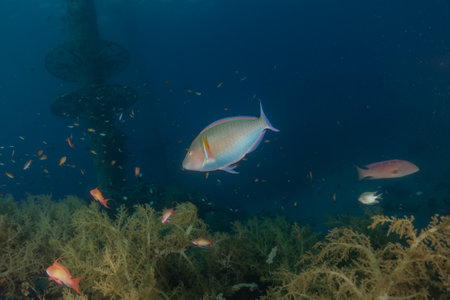 Fish swimming in the Red Sea, colorful fish, Eilat Israel