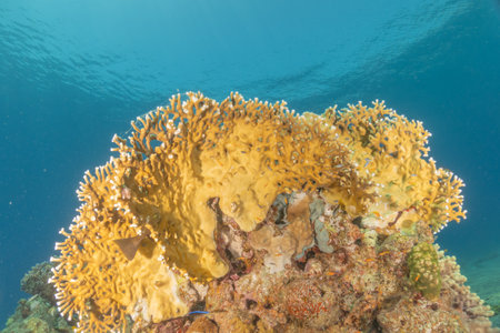 Coral reef and water plants in the Red Sea, Eilat Israelの写真素材