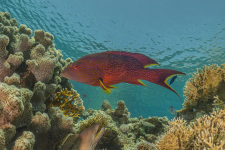 Fish swim in the Red Sea, colorful fish, Eilat Israelの写真素材
