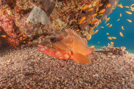 Fish swimming in the Red Sea, colorful fish, Eilat Israelの写真素材