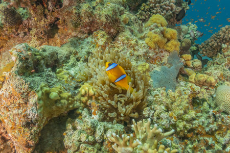 Clown anemonefish (Amphiprion bicinctus) in the Red Sea, Eilat Israelの写真素材