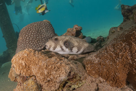 Boxfish on the reef in the Red Sea, Eilat Israelの写真素材
