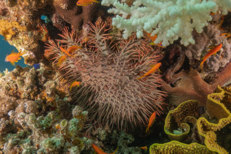 Coral reef and water plants in the Red Sea, Eilat Israelの写真素材