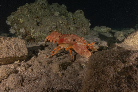 Lobster in the Red Sea, Eilat Israel.の写真素材