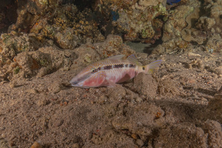 Fish swim in the Red Sea, colorful fish, Eilat Israelの写真素材
