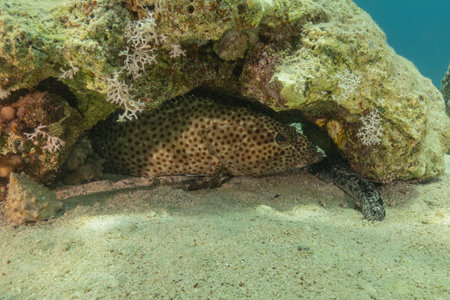 Fish swim in the Red Sea, colorful fish, Eilat Israelの写真素材