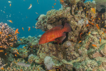 Fish swim in the Red Sea, colorful fish, Eilat Israelの写真素材