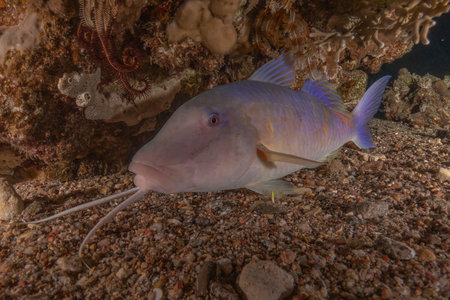 Fish swim in the Red Sea, colorful fish, Eilat Israelの写真素材
