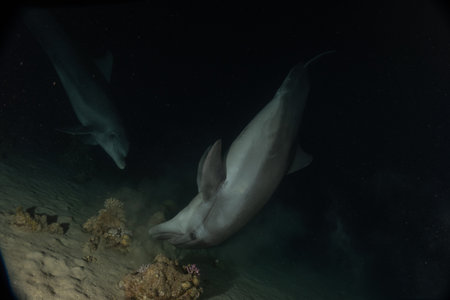 Dolphins swimming in the Red Sea, Eilat Israelの写真素材