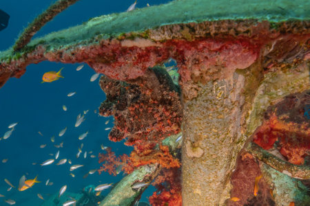 Frogfish swim in the Red Sea, colorful fish, Eilat Israelの写真素材