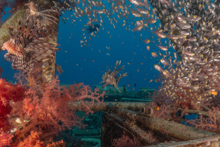 Lionfish in the Red Sea colorful fish, Eilat Israelの写真素材