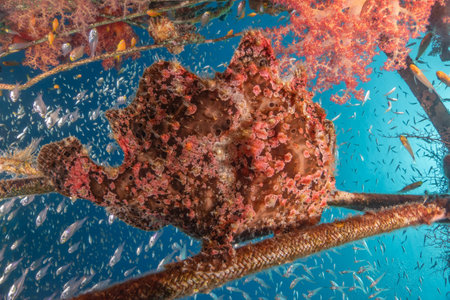 Frogfish swim in the Red Sea, colorful fish, Eilat Israelの写真素材