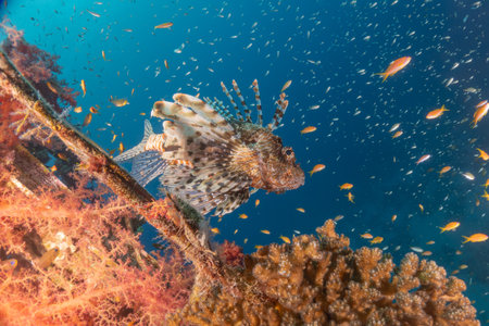 Lionfish (Pterois miles) on a tropical coral reef Red Sea, Eilat Israelの写真素材