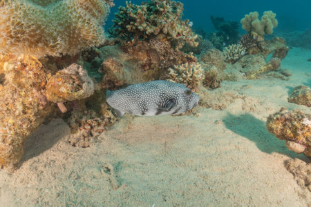 Fish swim in the Red Sea, colorful fish, Eilat Israel