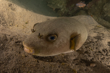 Fish swim in the Red Sea, colorful fish, Eilat Israelの写真素材