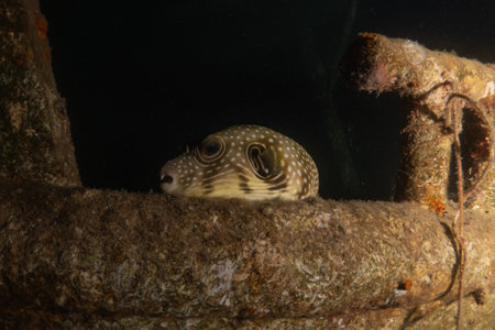 Pufferfish in the Red Sea, Eilat Israel.の写真素材