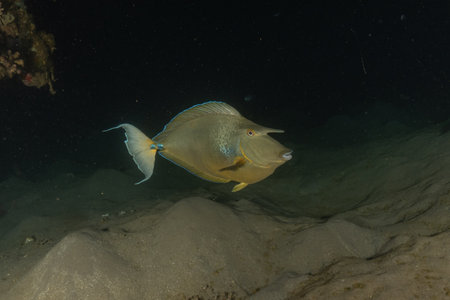Fish swim in the Red Sea, colorful fish, Eilat Israel