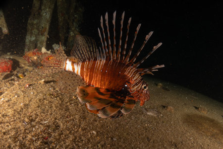 Lionfish (Pterois miles) in the Red Sea colorful fish, Eilat Israel
