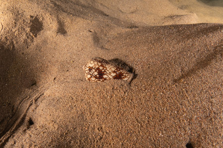 Conus Textile On the seabed in the Red Sea, Eilat Israel