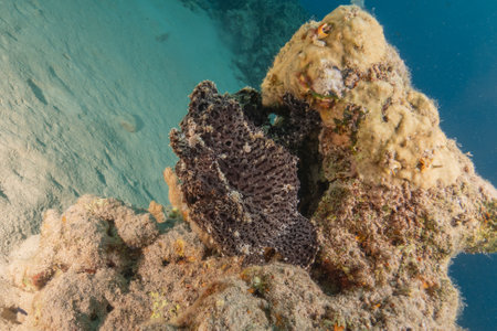 Frogfish swim in the Red Sea, colorful fishの写真素材