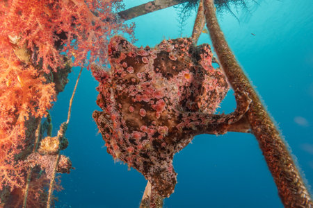 Frogfish swim in the Red Sea, colorful fish, Eilat Israelの写真素材