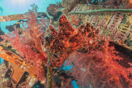 Frogfish swim in the Red Sea, colorful fish, Eilat Israelの写真素材