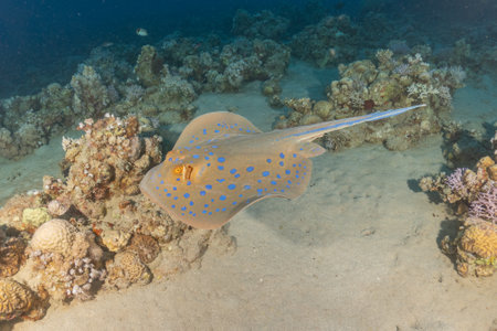 blue-spotted stingray on a coral reef in the Red Sea Israelの写真素材