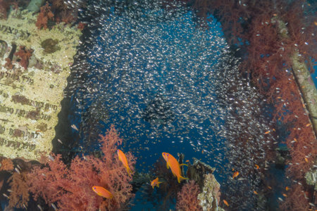 Fish swim in the Red Sea, colorful fish, Eilat Israelの写真素材