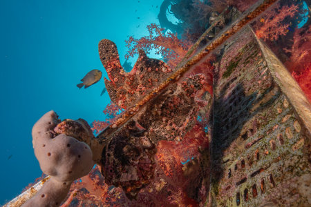 Frogfish swim in the Red Sea, colorful fish, Eilat Israelの写真素材