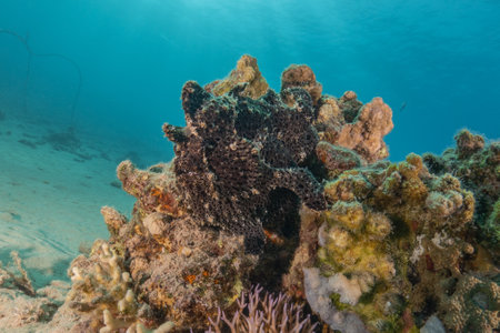 Frogfish in the Red Sea, colorful fish, Eilat Israel