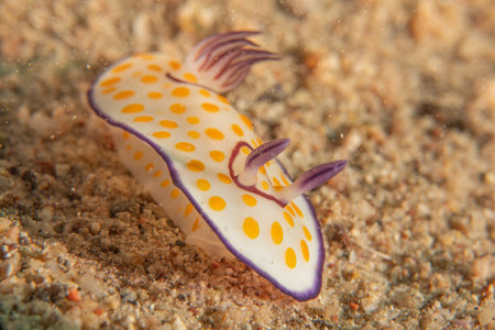 Nudibranch on the sandの写真素材