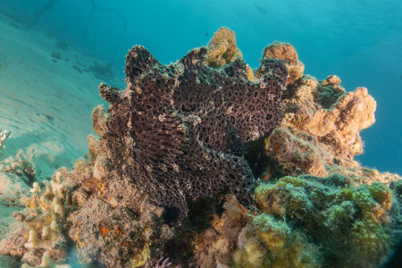 Frogfish swim in the Red Sea, colorful fishの写真素材