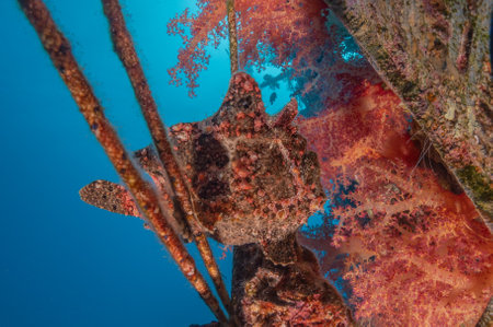 Frogfish in the Red Sea, colorful fish, Eilat Israelの写真素材