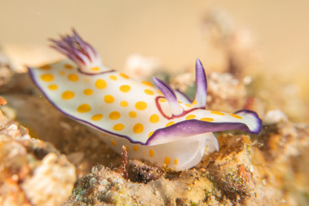Nudibranch on the sandの写真素材